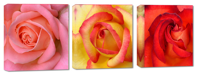 Pink Orange Amd Red Rosed Pink, Orange and Red Roses Canvas Print, 3 Panel Split, Triptych Wall ...