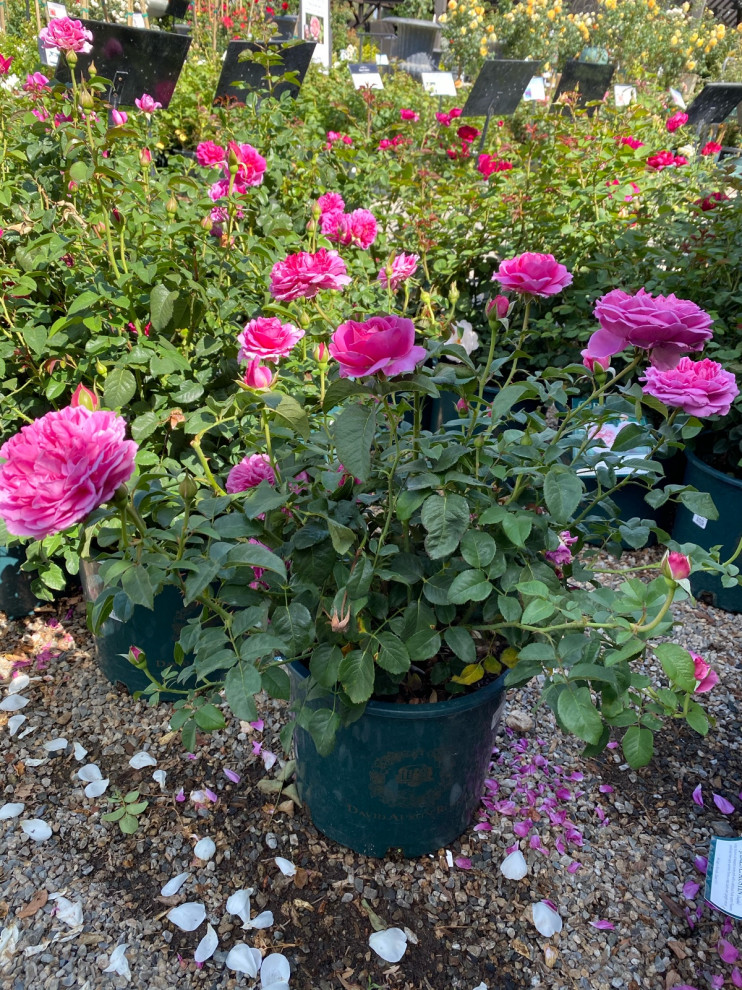 Help me Pick a Rose - SoCal Z10b