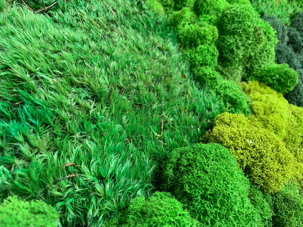 Панно из стабилизированного мха Ягеля и кочек