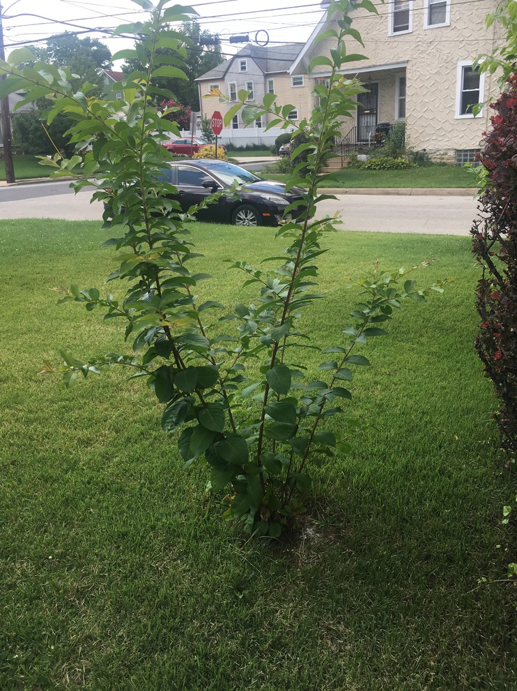Crepe Myrtle Not Blooming (Phila PA area) ☹️