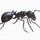 Real Pest Ant Control Melbourne