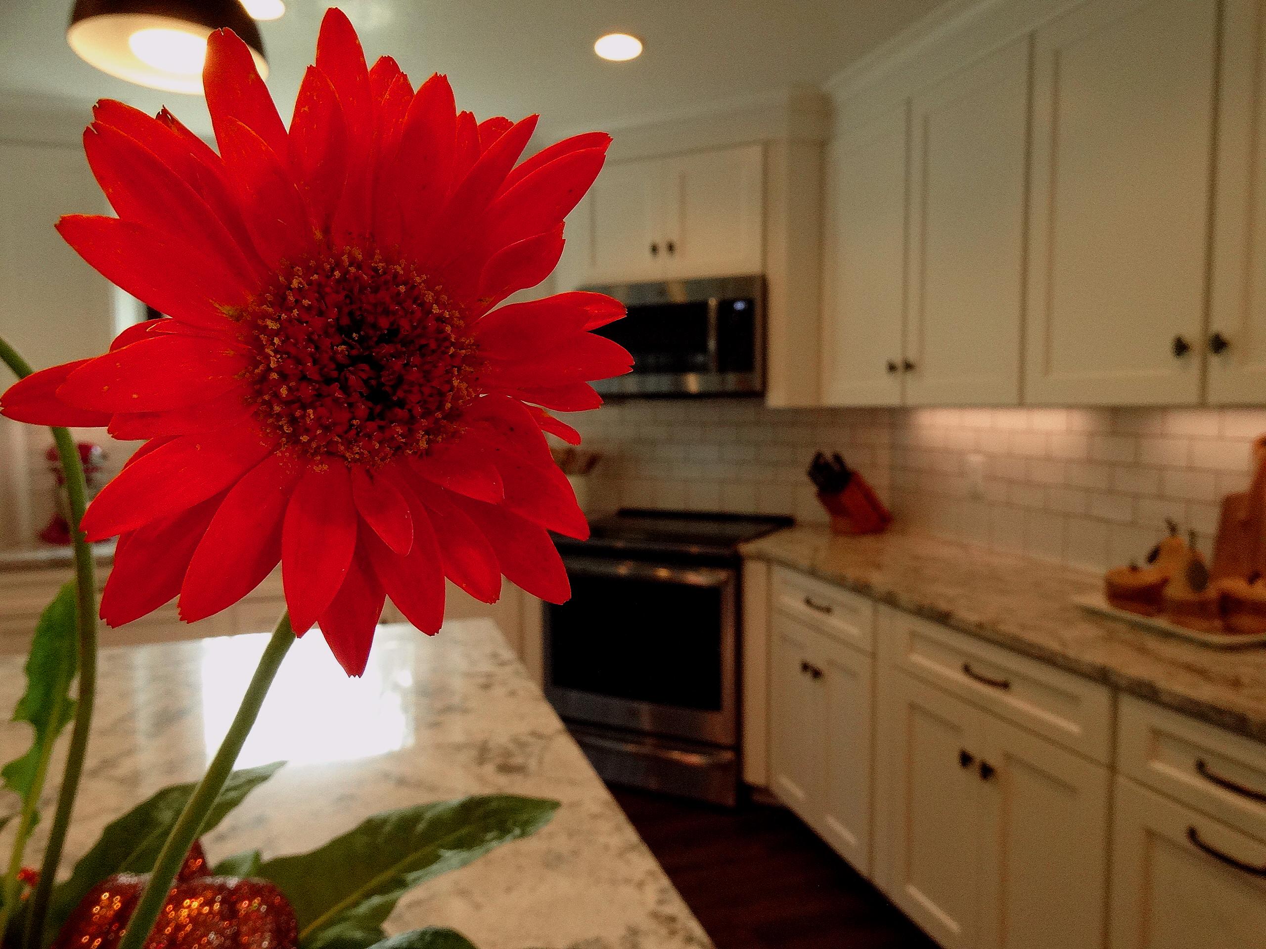 Kitchen remodel in Franklin