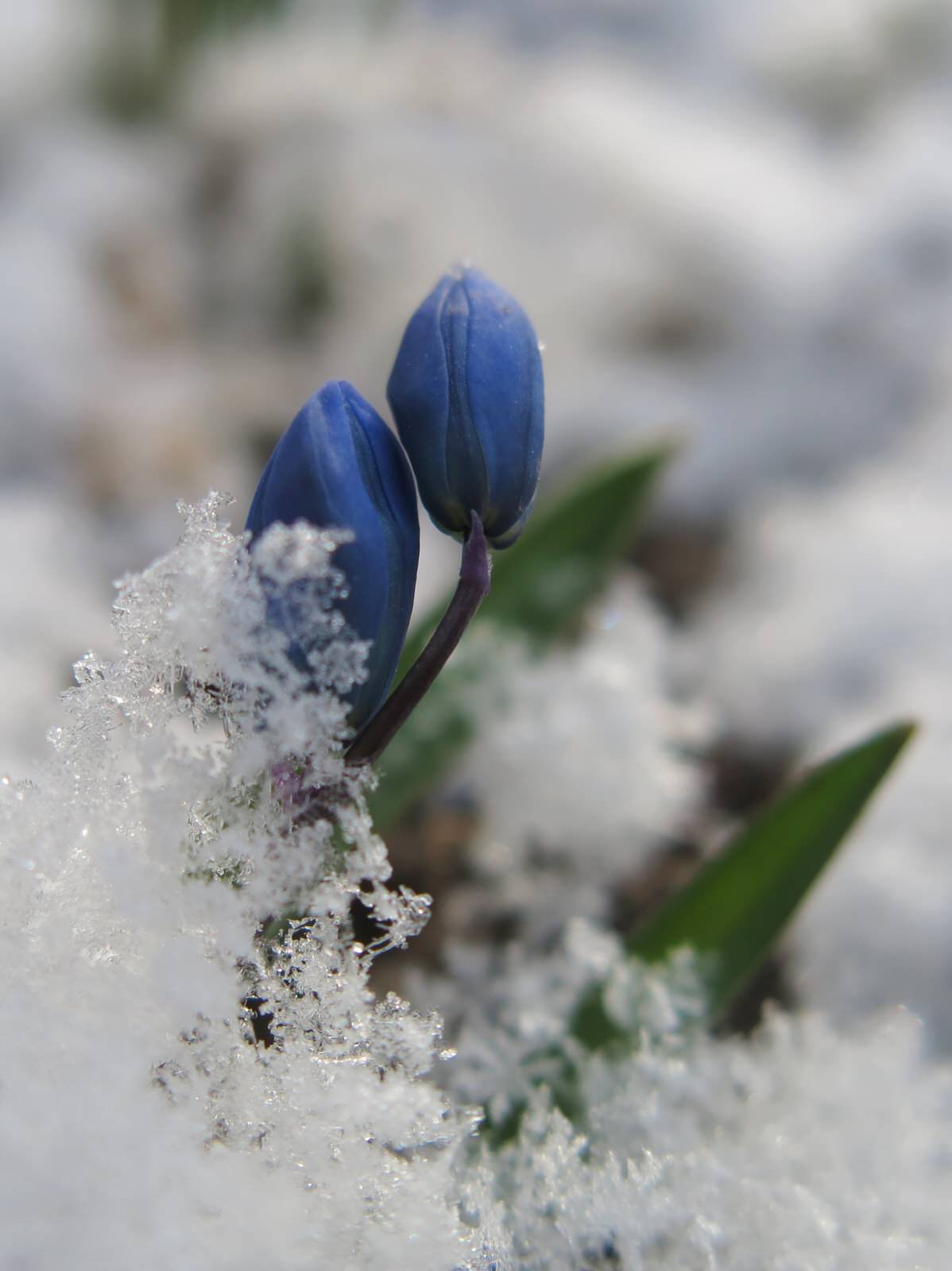 ТЕПЛЫШКО МОЕ. ВЕСНА.