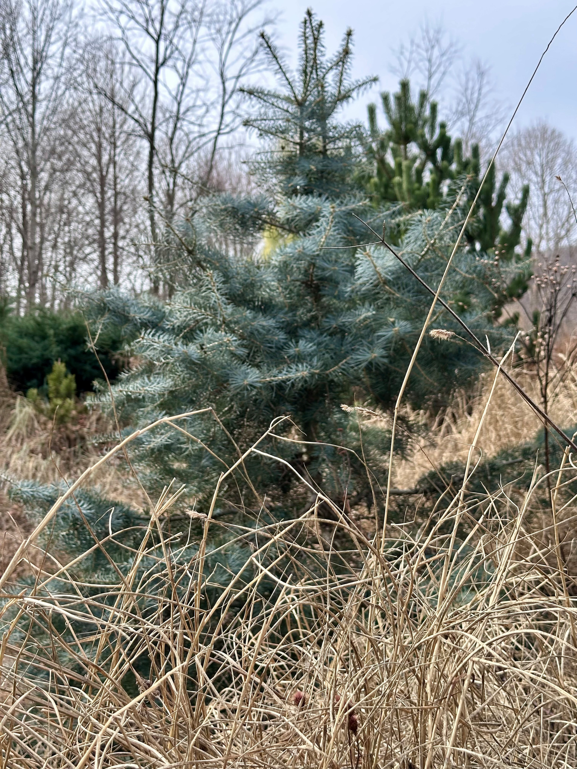 Winter interest