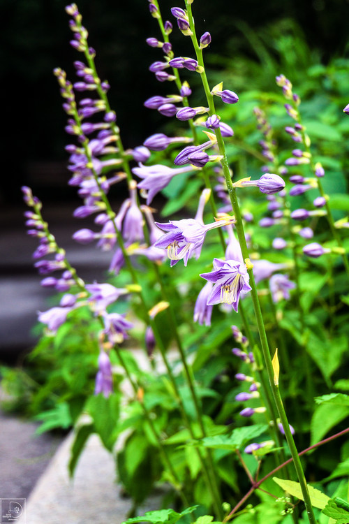 お手入れしやすく 海外でも注目 日本原産の植物でつくる庭 Houzz ハウズ