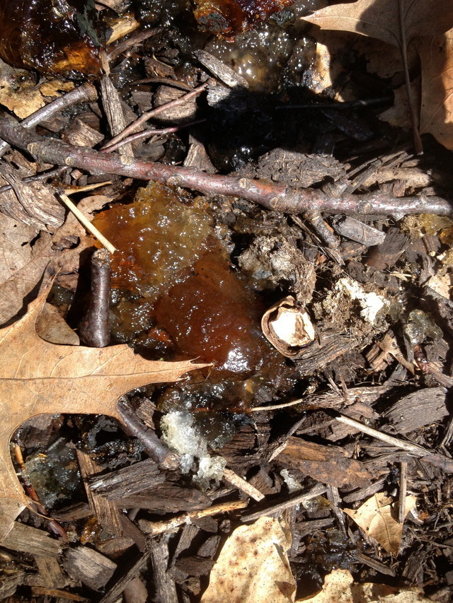 A Jelly like substance