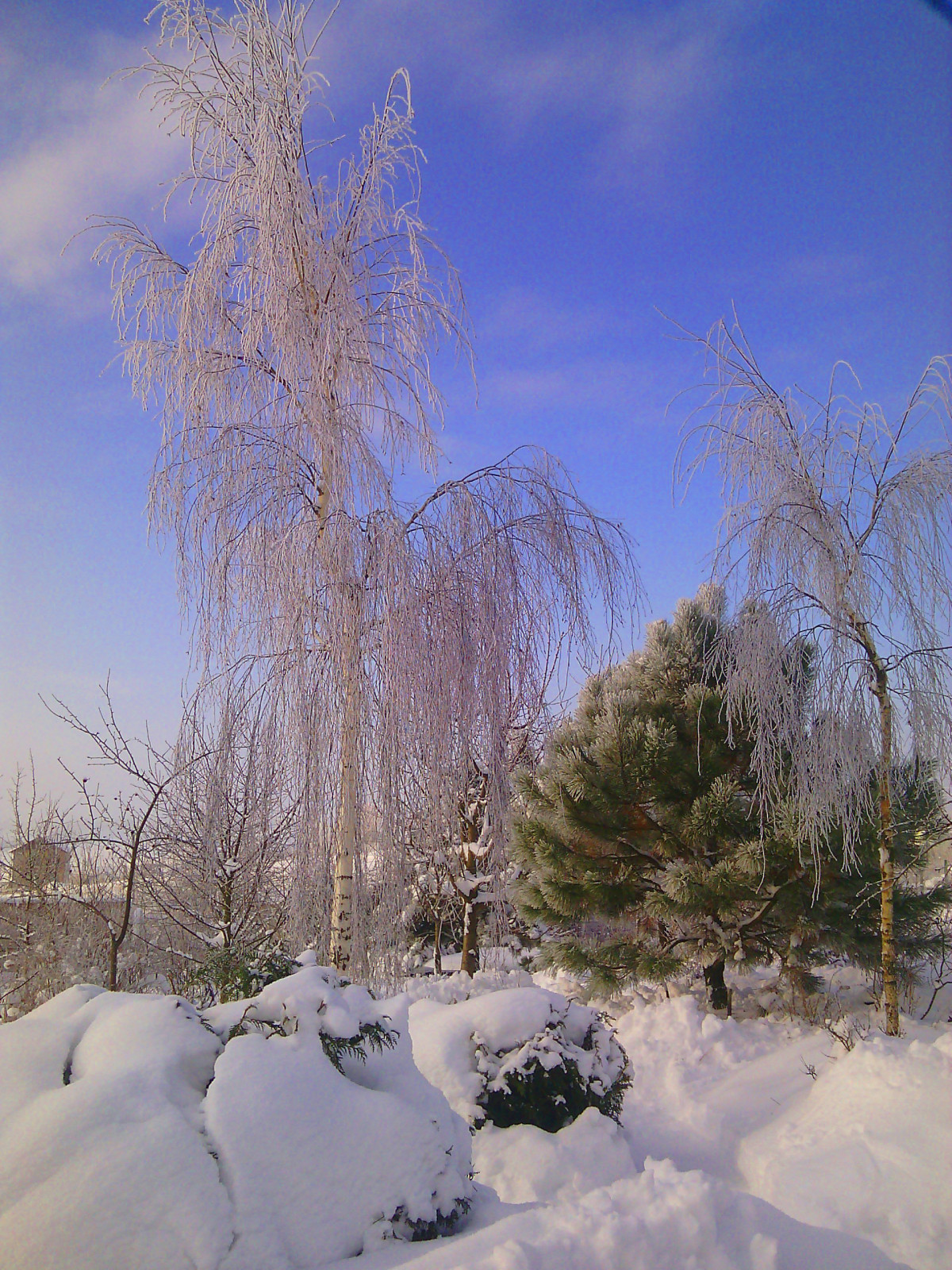 Наш собственный сад