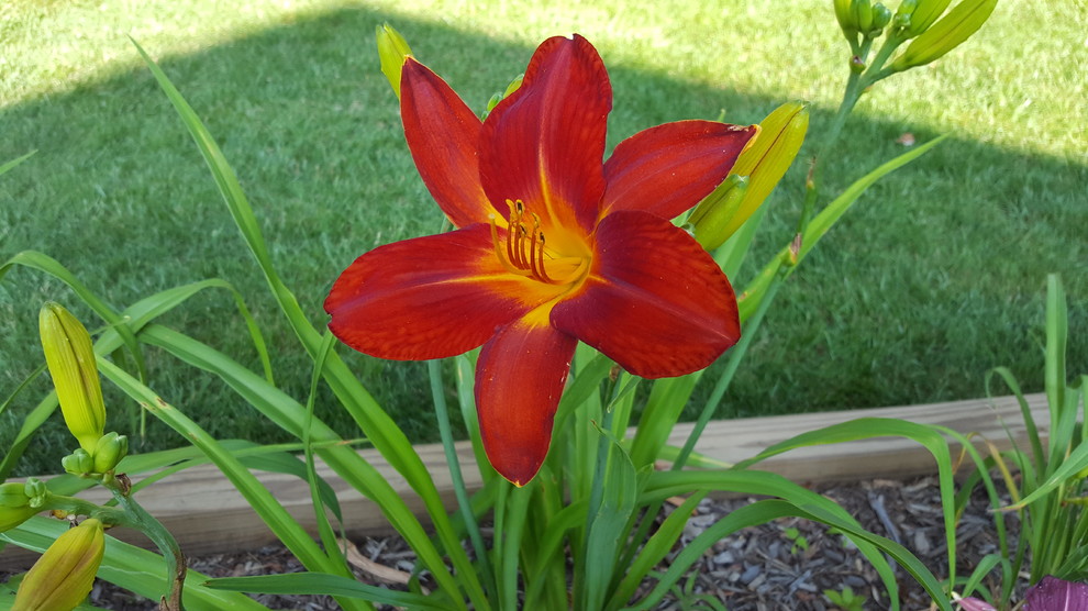 My favorite daylily opened today
