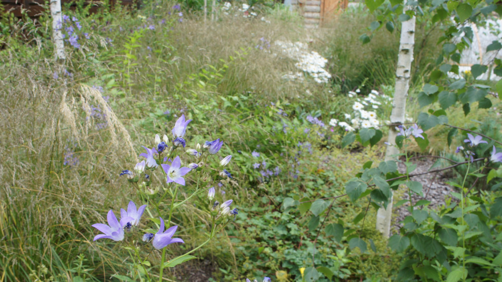 Прохорово лето 2017