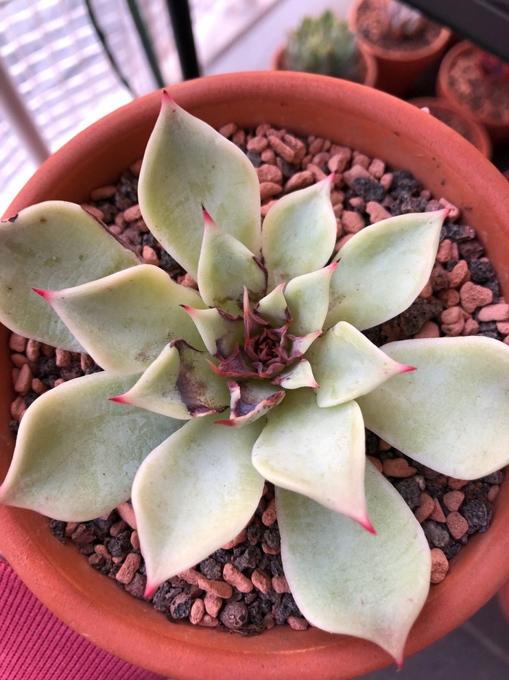 Echeveria Rot/sunburn
