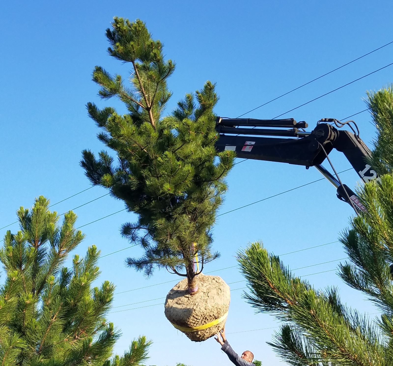 Посадка крупномеров