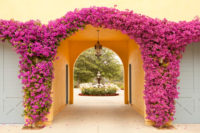 6 Amazing Vines & Creepers Perfect for Indian Gardens