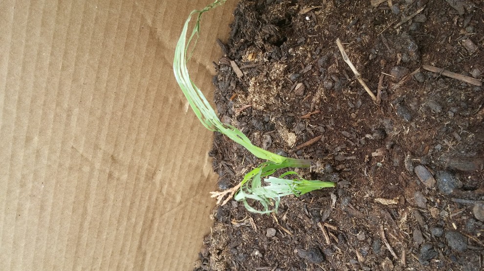 What's eating my corn leaves?