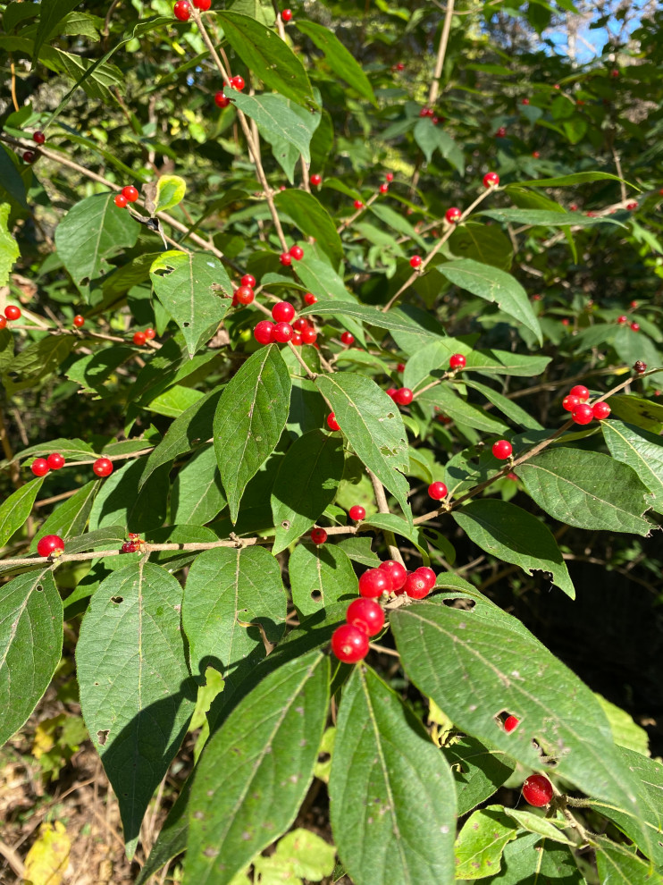 Arkansas wild berry?