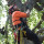 Tree Service Lodi NJ