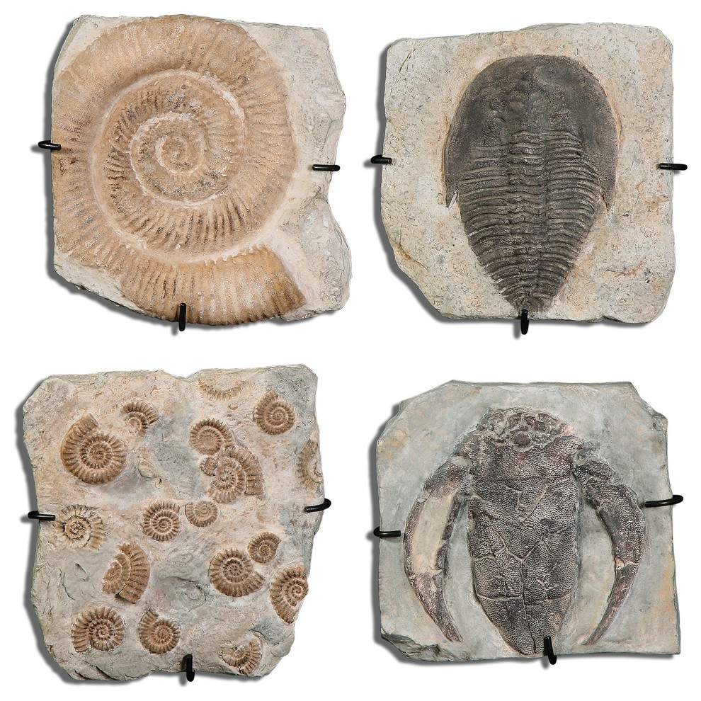 Fossil Plaques Wall Art Set of 4 Traditional Game Room Wall Art And Signs by We Got Lites