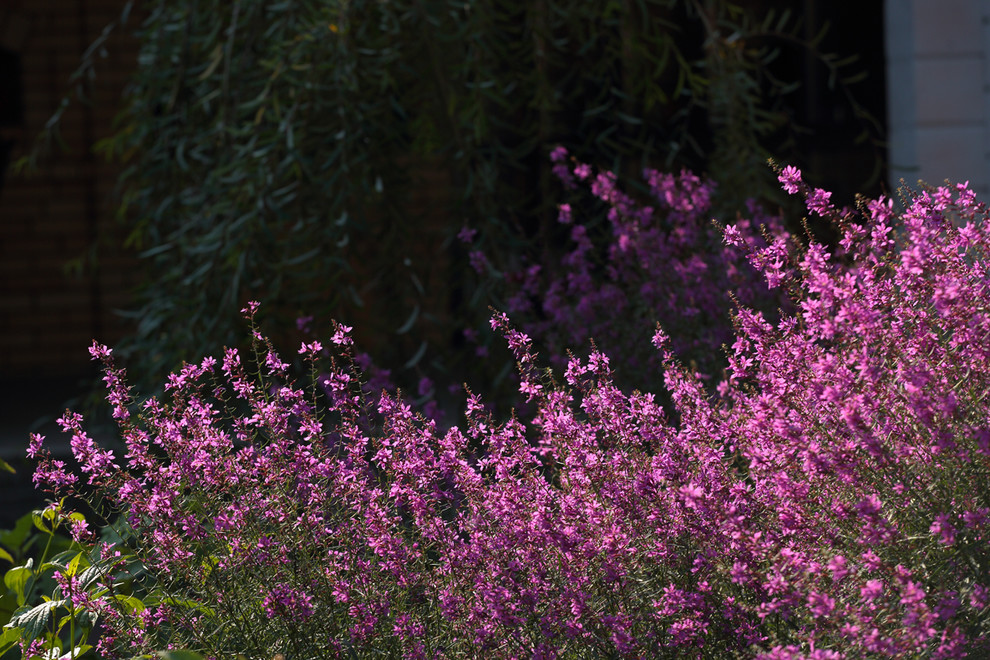 Хвойный миксбордер
