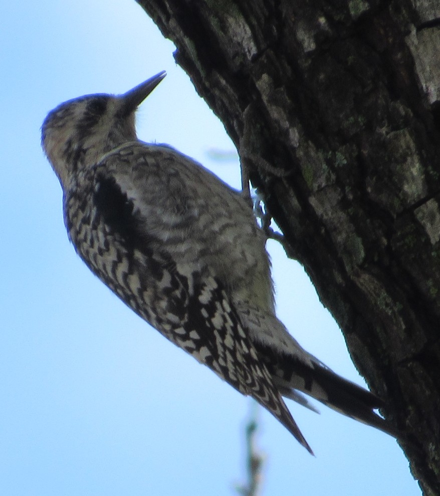 Is this a Ladderback woodpecker?