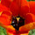 Last commented by Natureday com