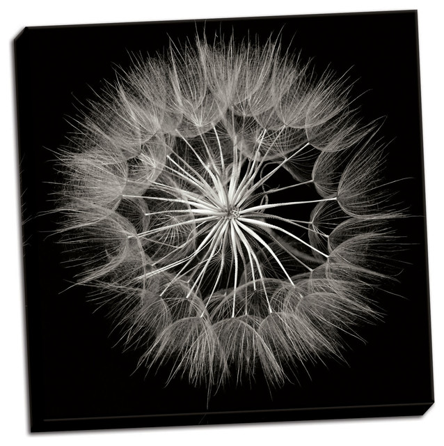 Fine Art Photograph, Goat's Beard 5, Hand-Stretched Canvas