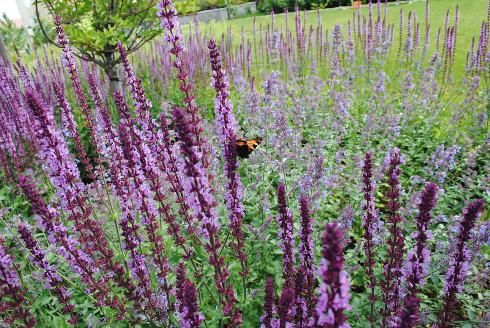 Дмитровское шоссе