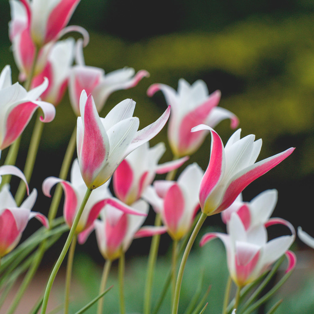Wild Tulips dance on Estate gardens of Peter Atkins and Associates
