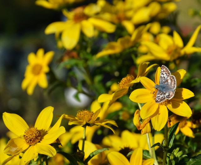 A Beginner S Guide To A Beautiful Butterfly Garden