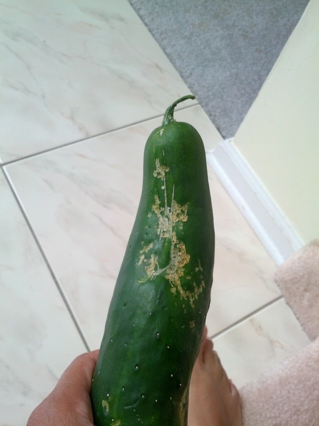 what are these hard crusty streaks on cucumbers?