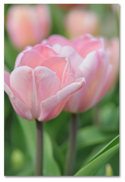 Best 500 Tulip Pictures Hd Download Free Images On Unsplash