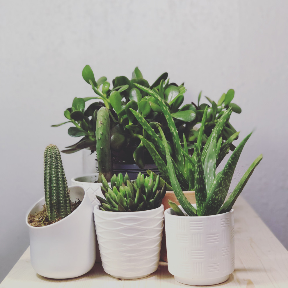 Plants, plants, plants