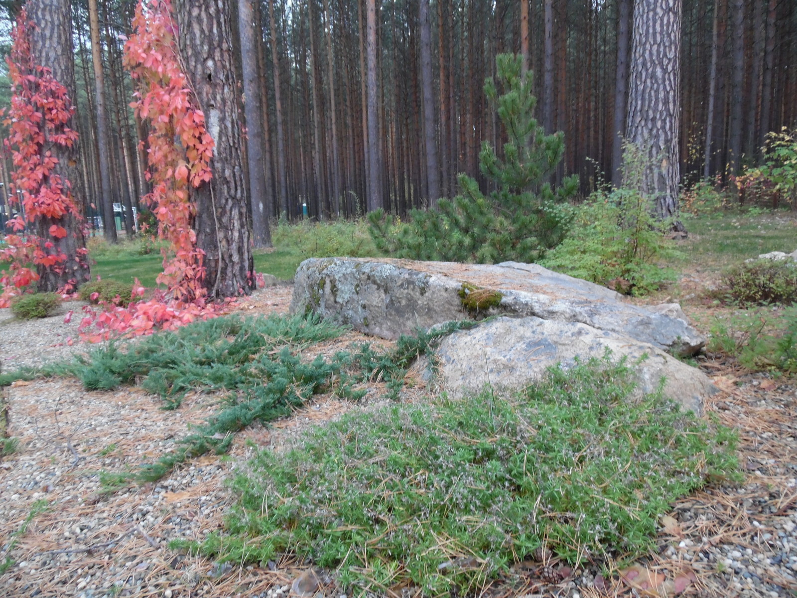 Лесной участок в сосновом бору.