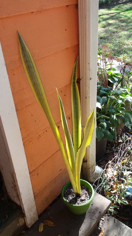 Any advice for taking care of S. T. craigii? | Houzz Forum