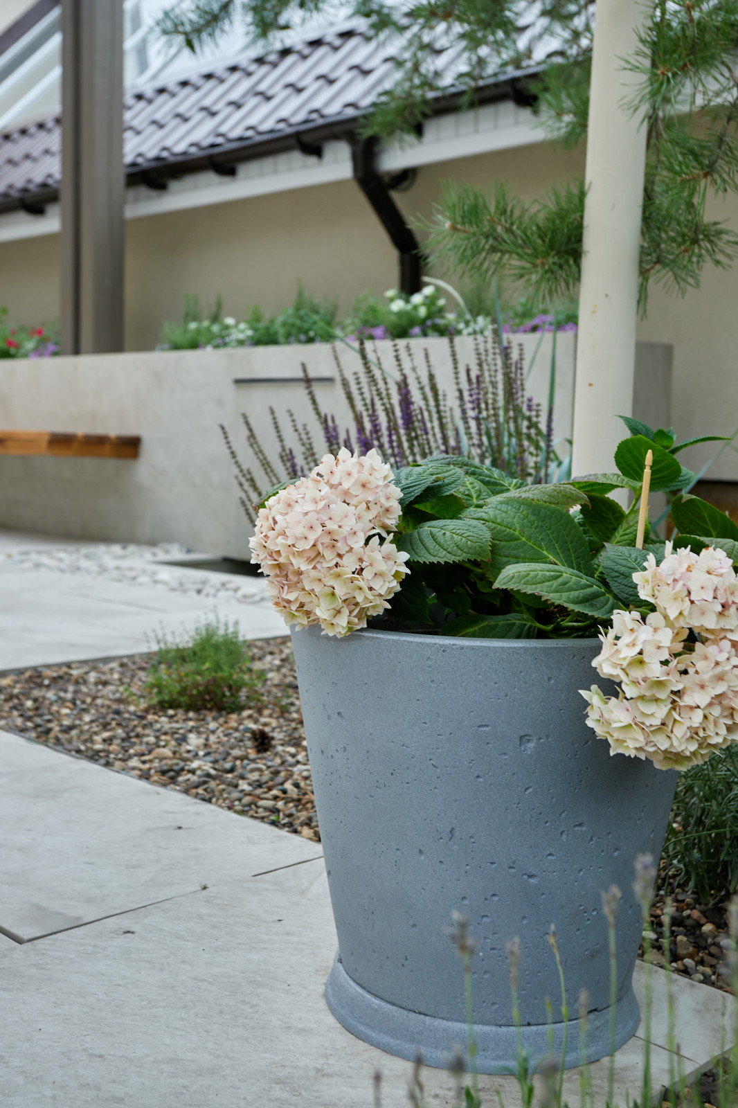 Чистые линии