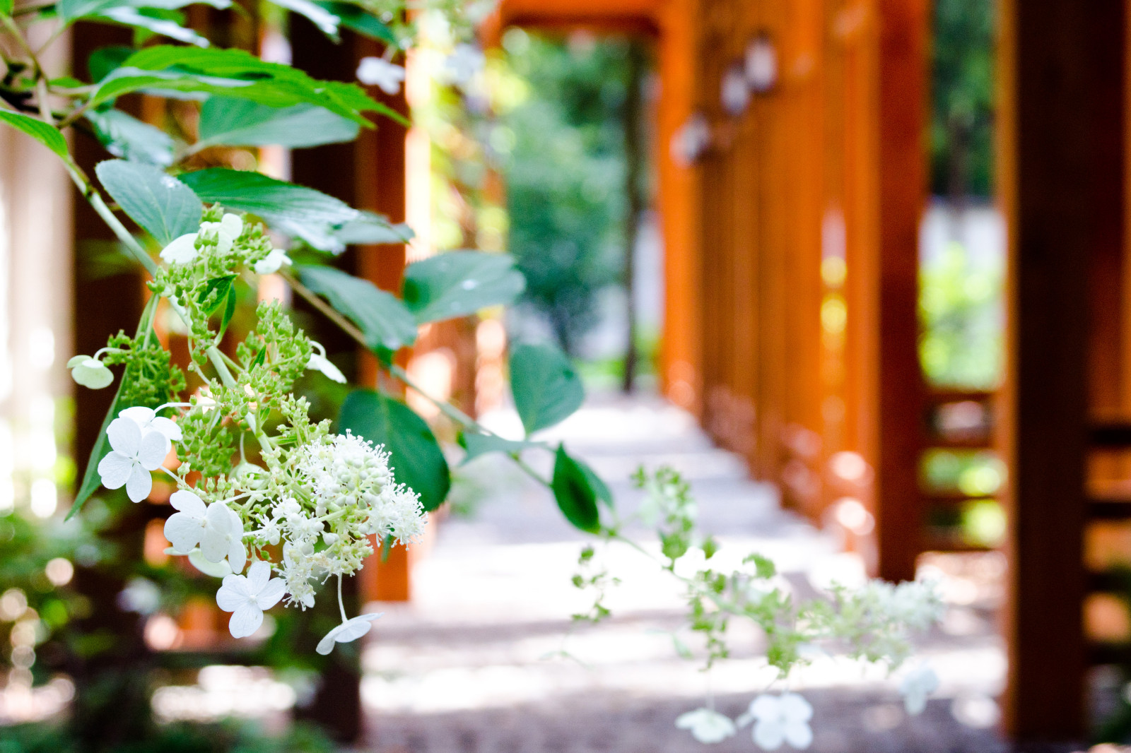 Глянцевый лес