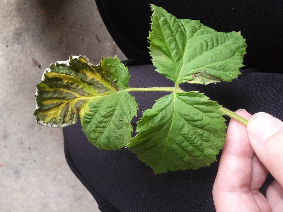 Help! Raspberry leaves are mottled and curling!