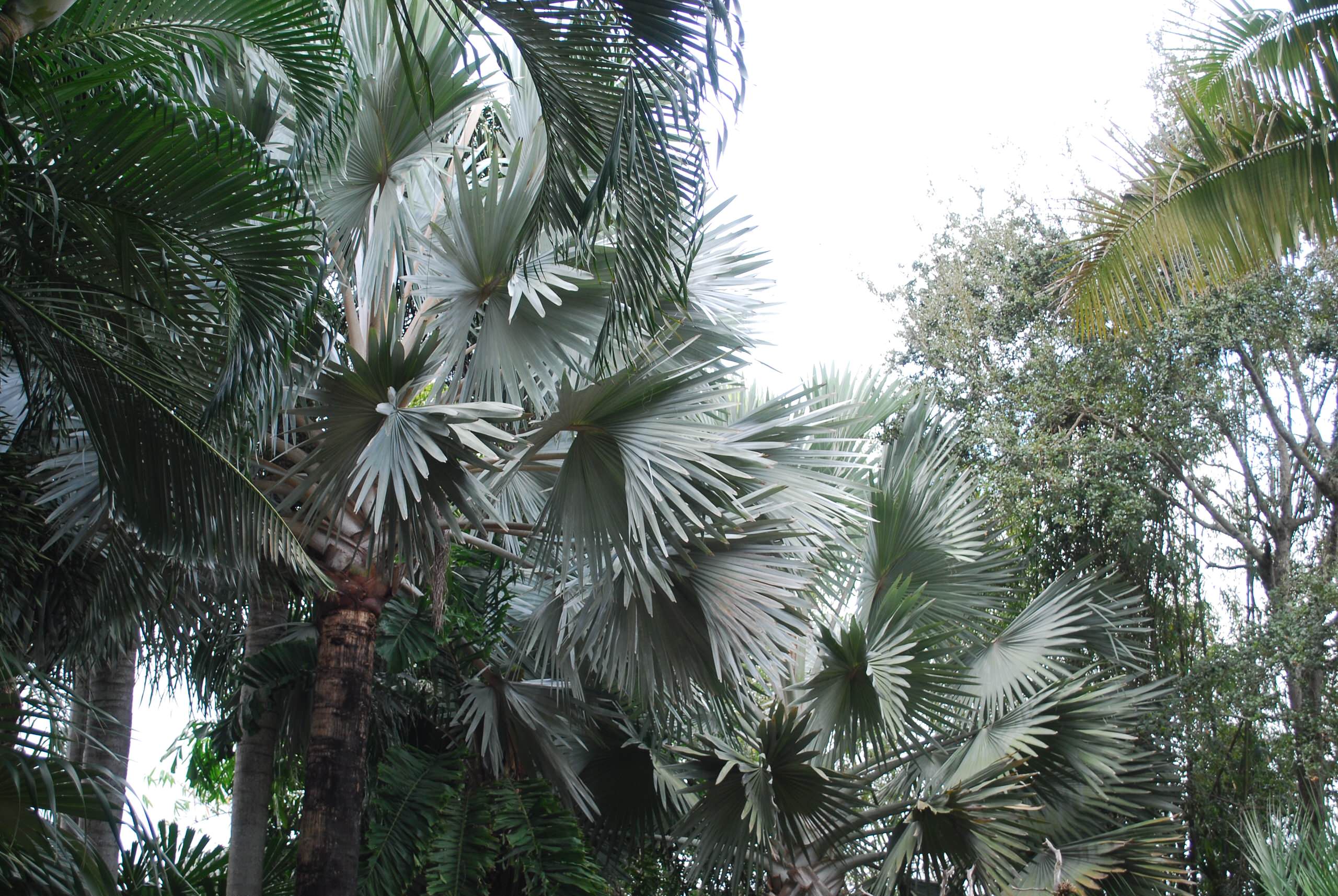 Bismarck palms