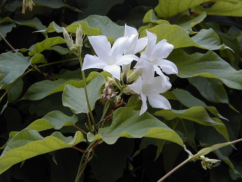 Great Design Plant: Chilean Jasmine