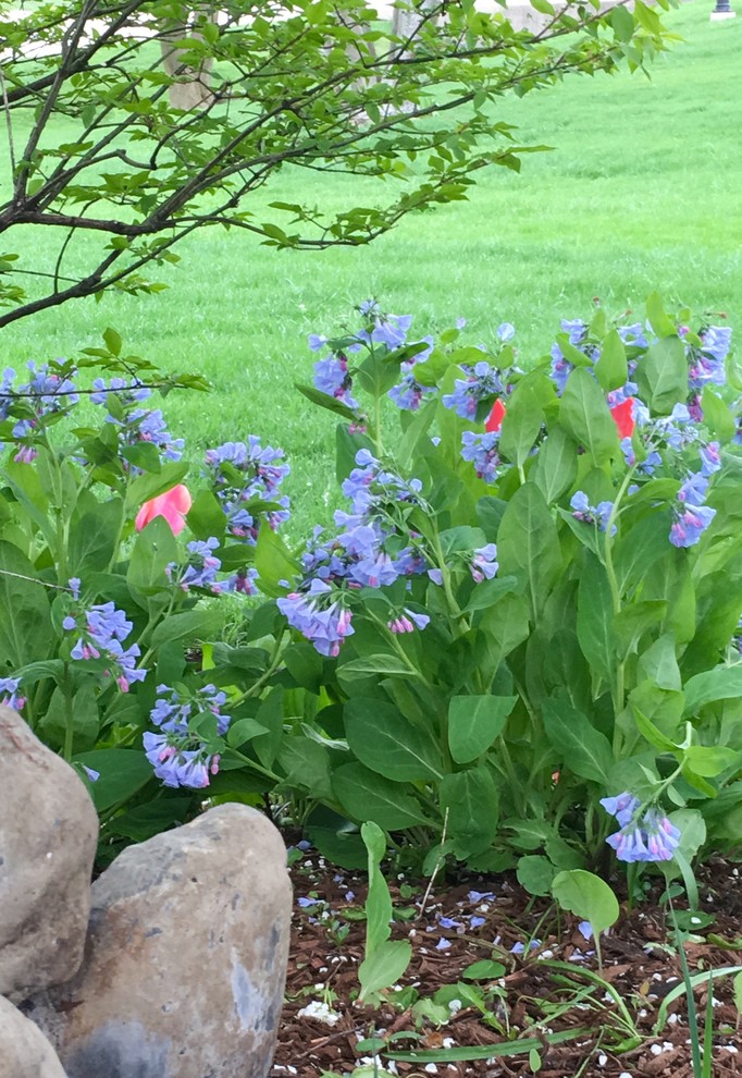 Virginia Blue Bells in my garden 'Big Show'