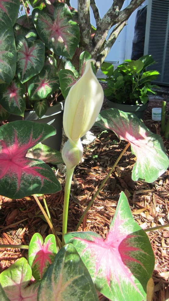 Caladium Bloom...
