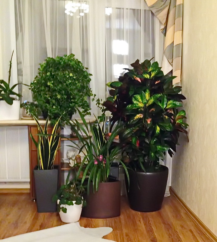 Озеленение частных квартир