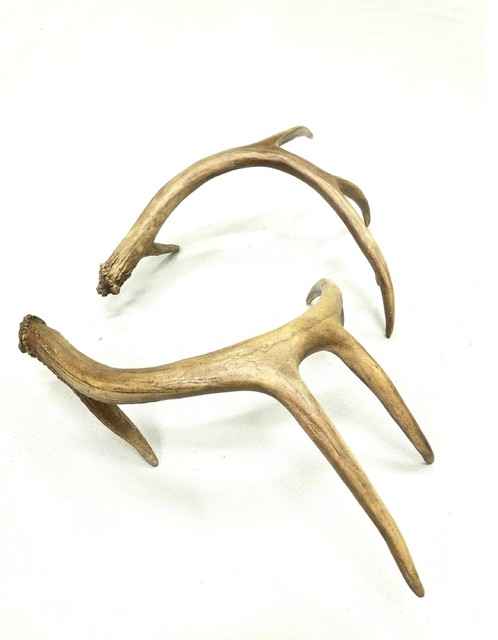 Faux Taxidermy Pair Of Large Replica Antlers Table Top Antlers In