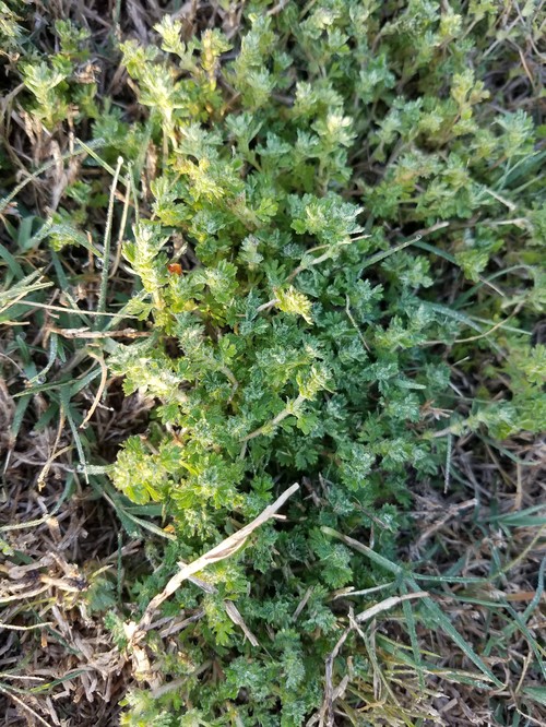 Weeds Identification