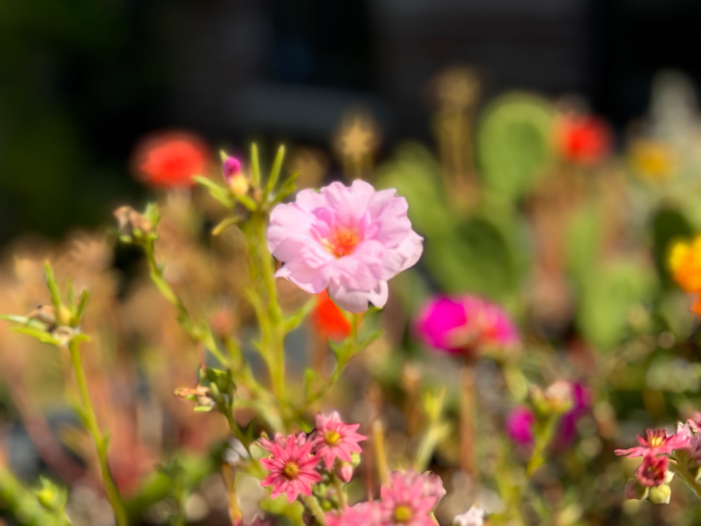 Greenwood front and back yard