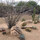 AZ Desertscapes Landscaping LLC