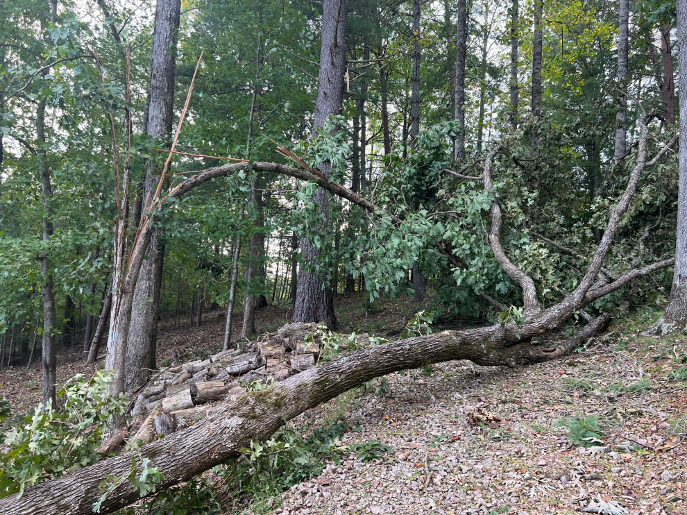 Lake Haven Lodge Tree Clearing