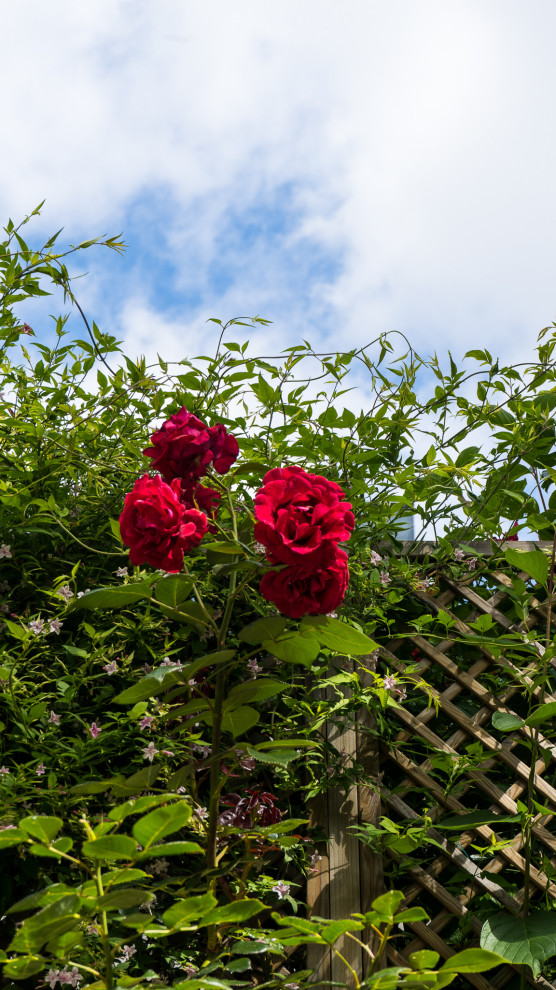 This is an example of an urban garden in London.