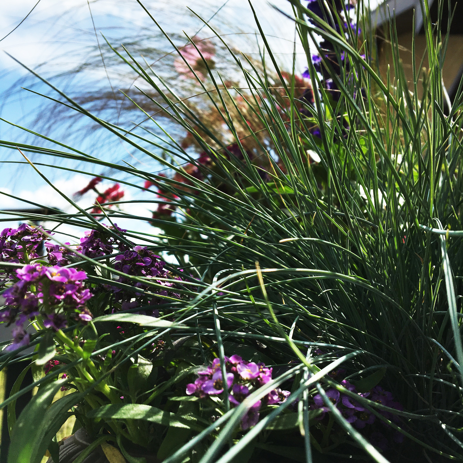 Терраса в Новых Вешках