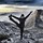 sandra_hickey