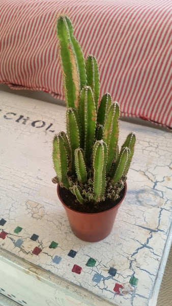 cactus serax Dotted Cactus Vase | Ceramic Vase | Bud Vase