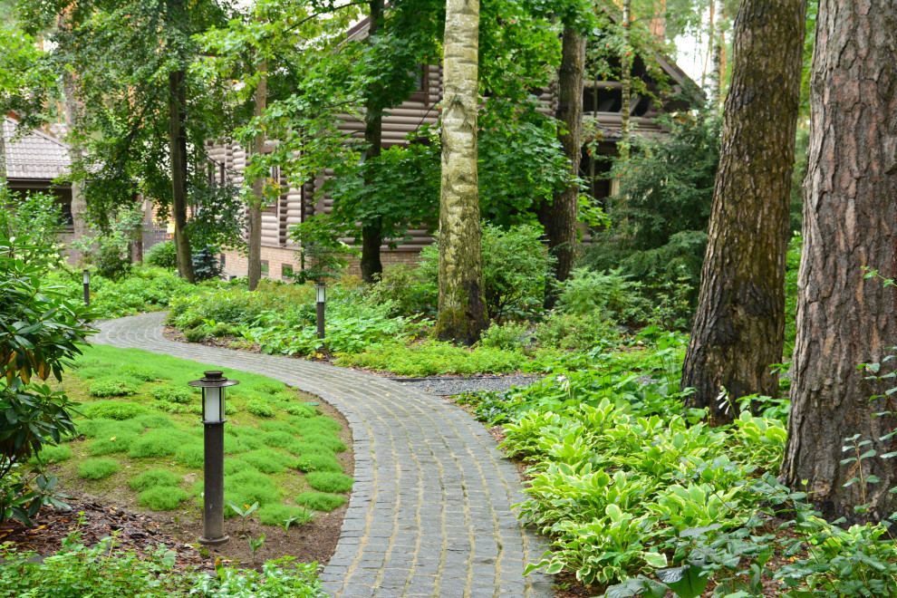 Заповедный бор